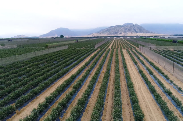 Galería Blueberries