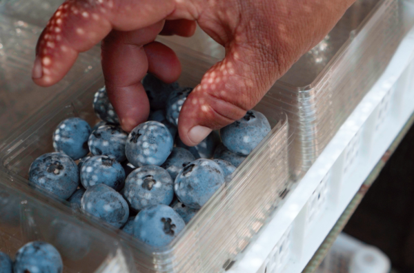 Galería Blueberries