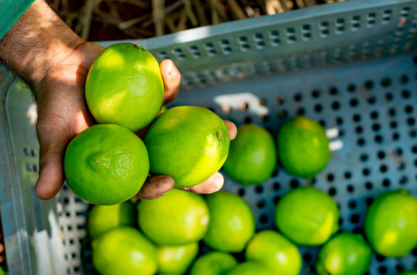 Galería Lima tahití