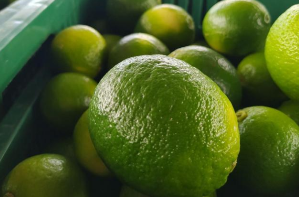 Galería Lima tahití