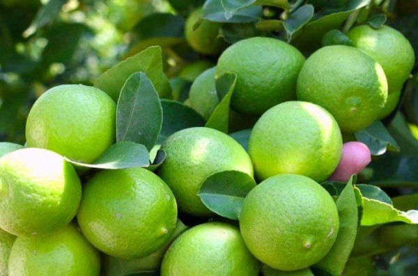 Galería Lima tahití