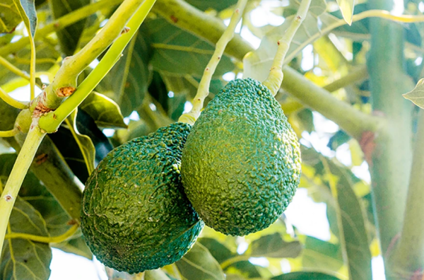 Galería Hass Avocado