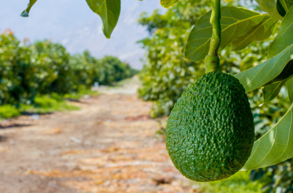Galería Hass Avocado