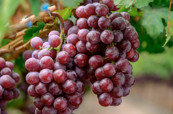 Galería Table Grapes