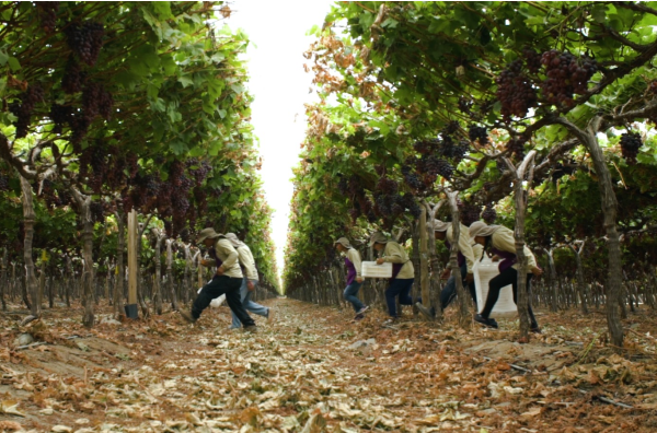 Galería Table Grapes
