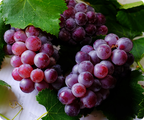 Table Grapes